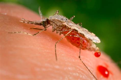 APH monitoring malaria situation following a locally-acquired infection in Texas